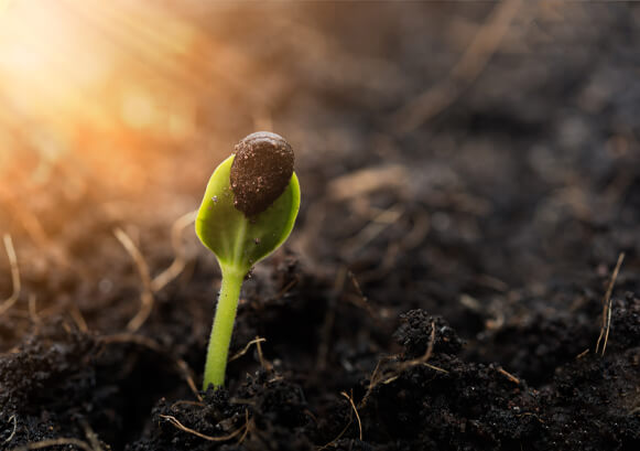 A plant rising