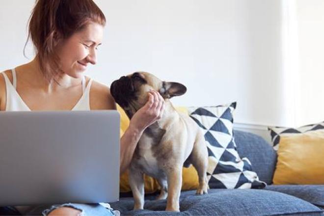 Pandemic Pets Mitel header